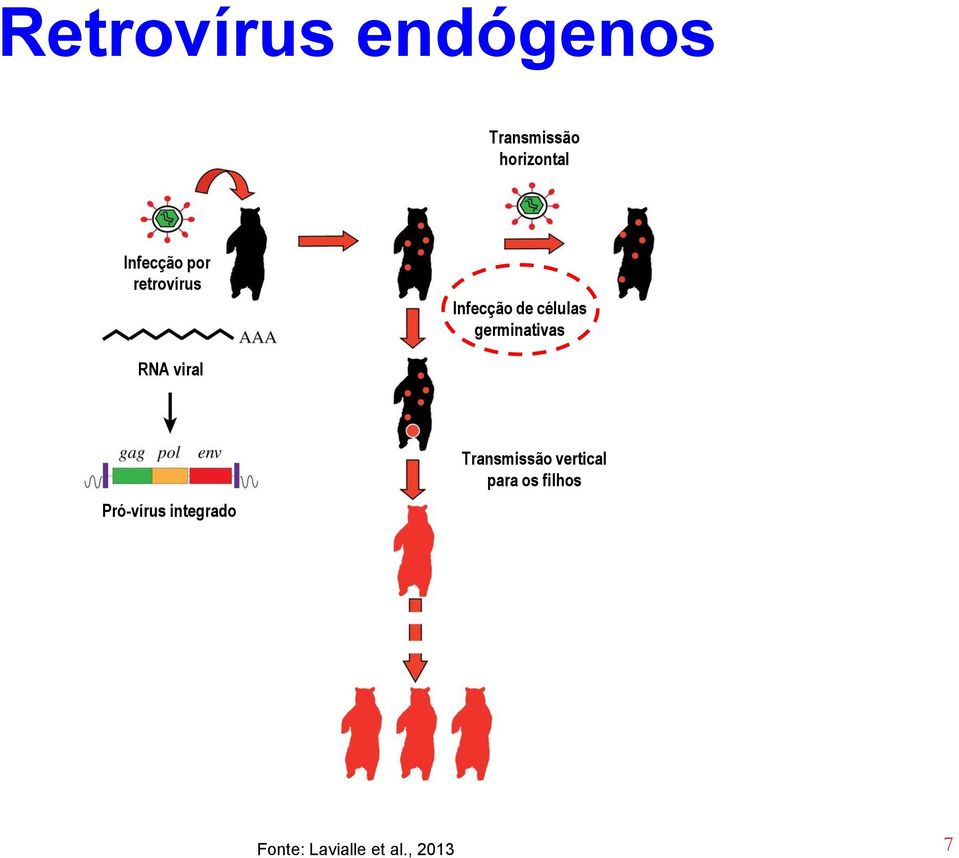 germinativas RNA viral Pró-vírus integrado