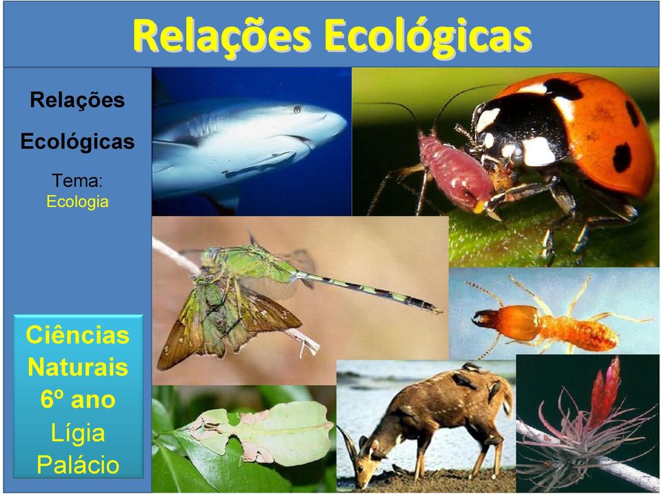 Ecologia Ciências