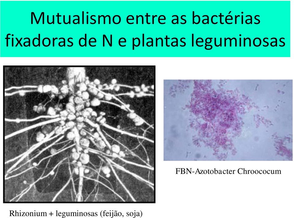 leguminosas FBN-Azotobacter