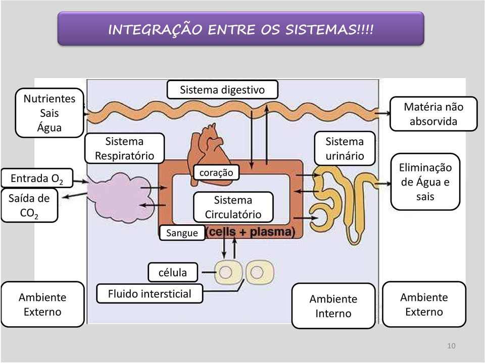 Sistema digestivo coração Sistema Circulatório Sistema urinário Matéria