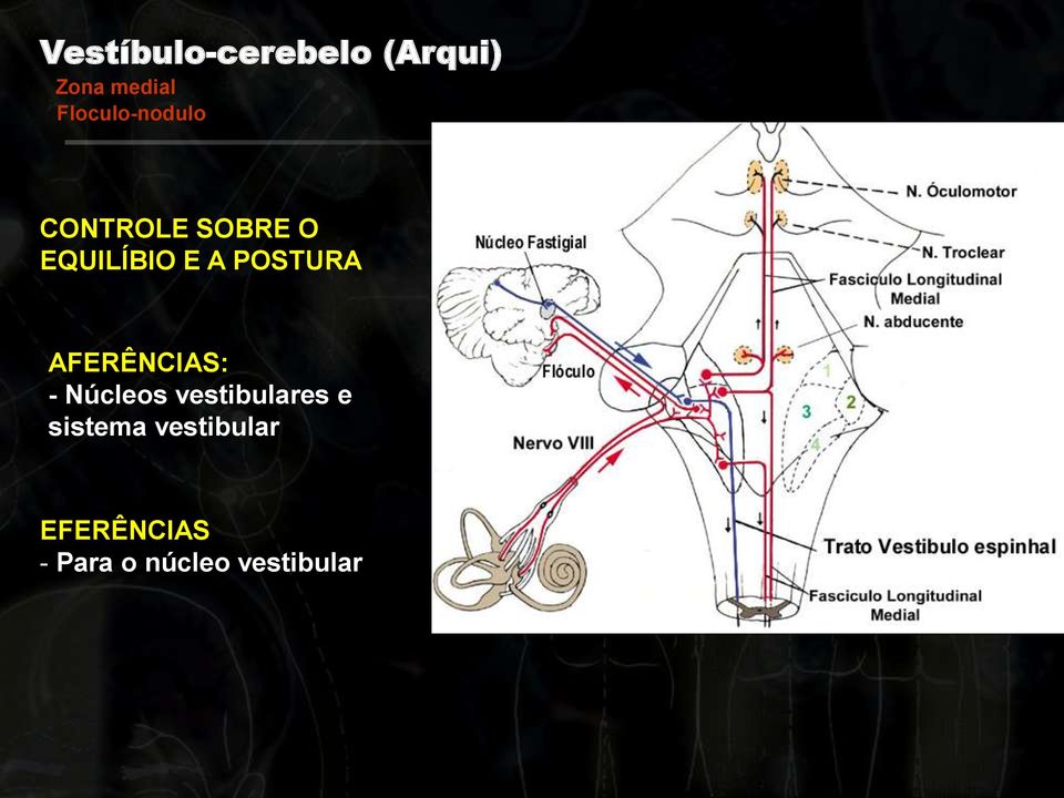 POSTURA AFERÊNCIAS: - Núcleos vestibulares e