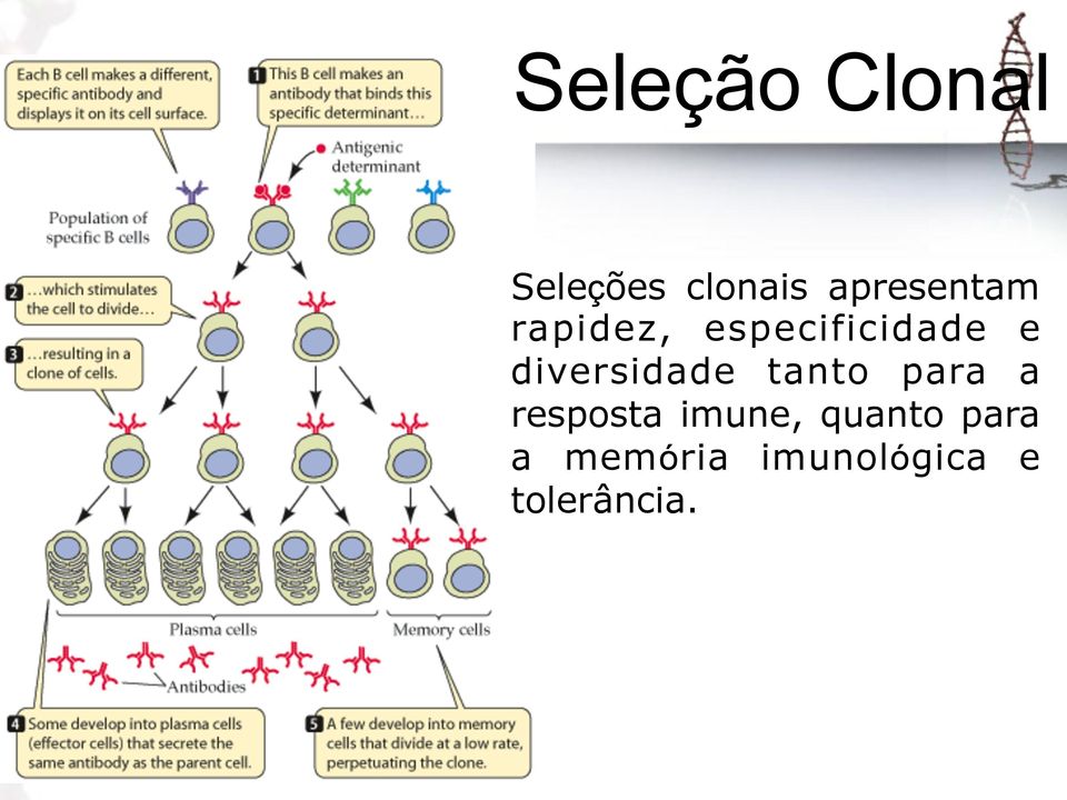 diversidade tanto para a resposta