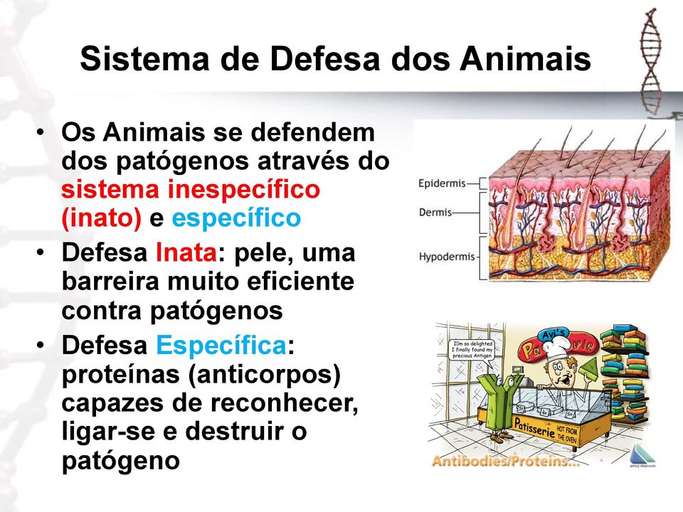 pele, uma barreira muito eficiente contra patógenos Defesa Específica: