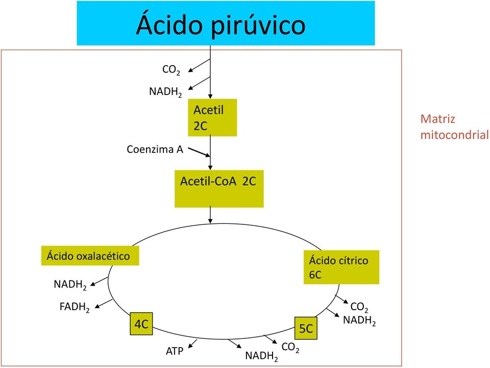 Acetil-CoA 2C Ácido oxalacético NADH 2