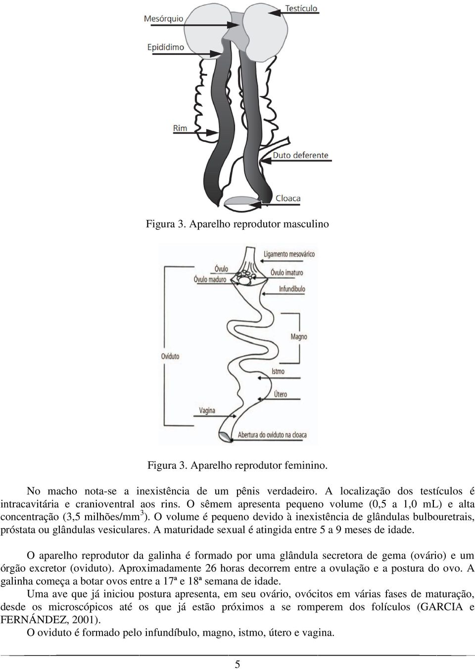 O volume é pequeno devido à inexistência de glândulas bulbouretrais, próstata ou glândulas vesiculares. A maturidade sexual é atingida entre 5 a 9 meses de idade.