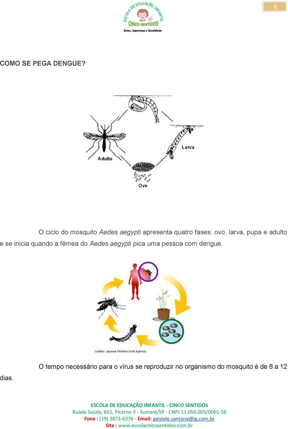 larva, pupa e adulto e se inicia quando a fêmea do Aedes aegypti