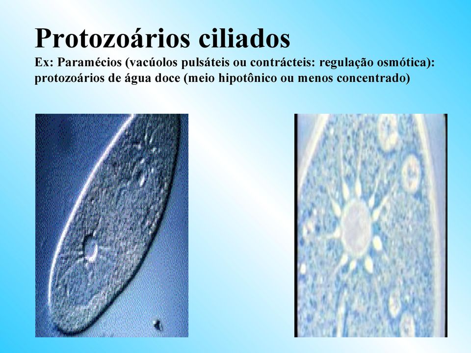 regulação osmótica): protozoários de