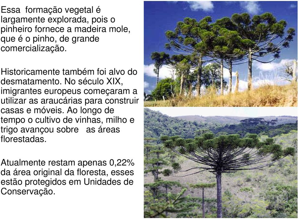 No século XIX, imigrantes europeus começaram a utilizar as araucárias para construir casas e móveis.