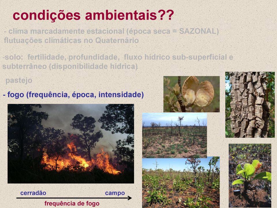 climáticas no Quaternário -solo: fertilidade, profundidade, fluxo hídrico