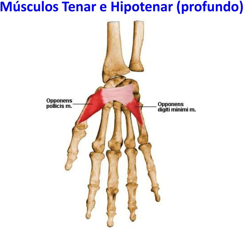 Hipotenar