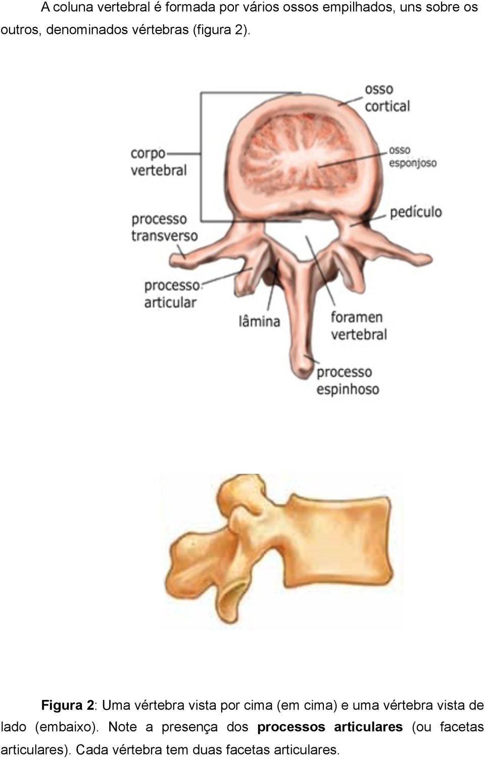 Figura 2: Uma vértebra vista por cima (em cima) e uma vértebra vista de lado