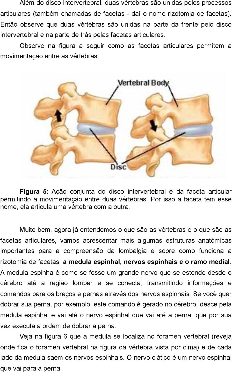Observe na figura a seguir como as facetas articulares permitem a movimentação entre as vértebras.