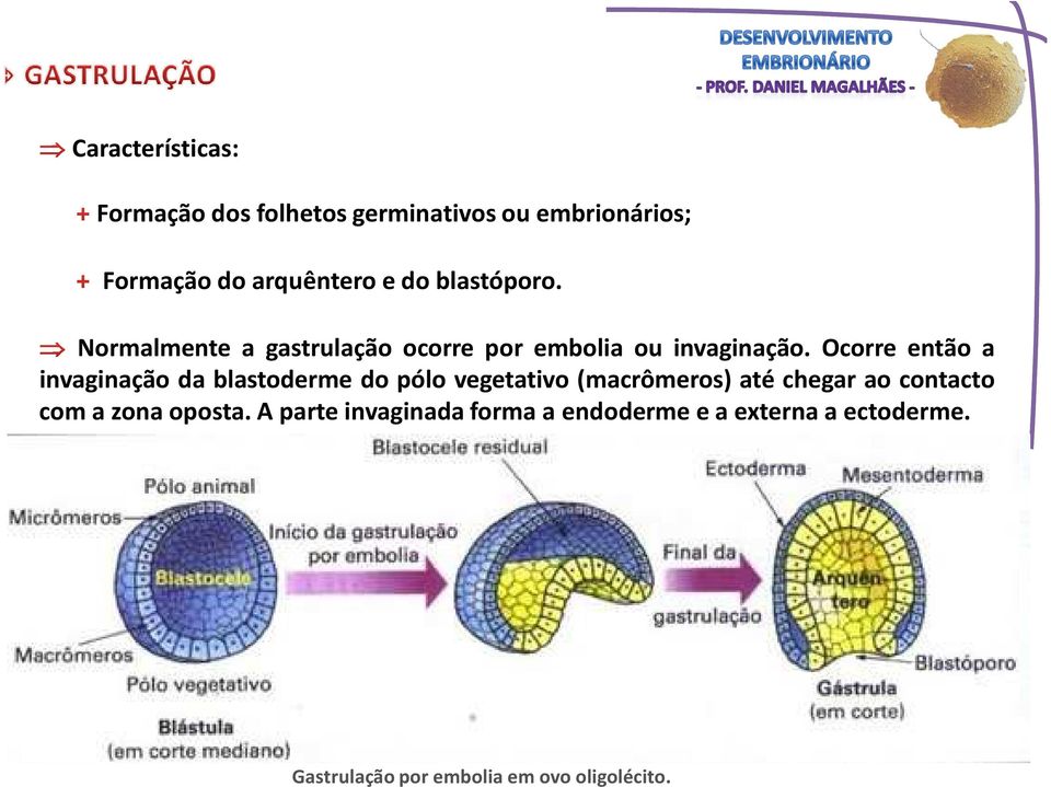 Ocorre então a invaginação da blastoderme do pólo vegetativo (macrômeros) até chegar ao
