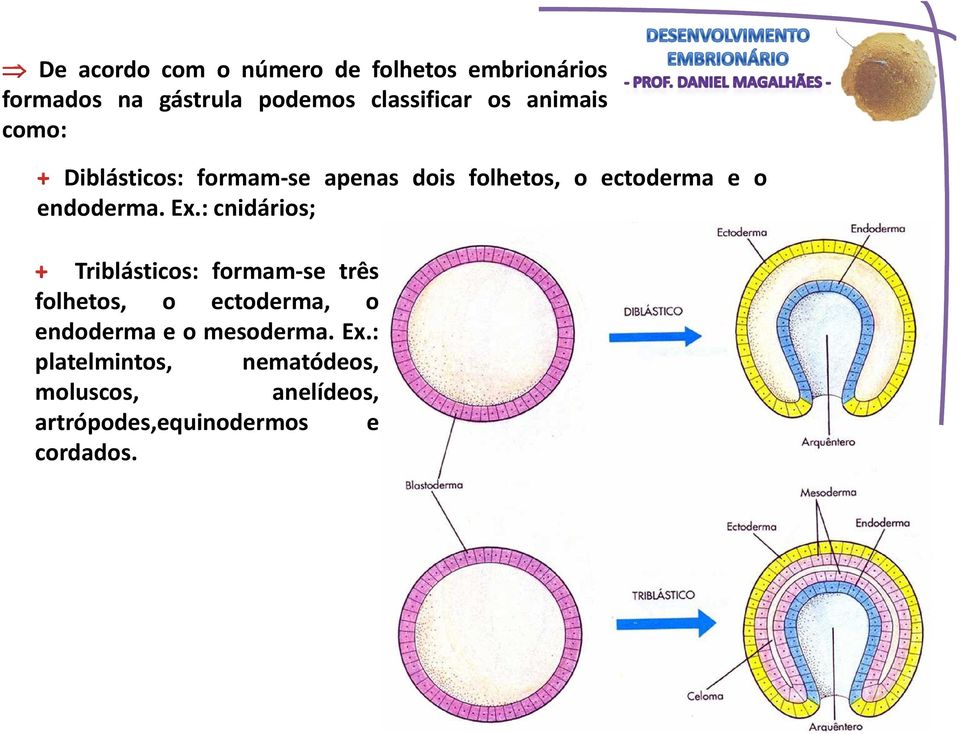 Ex.: cnidários; Triblásticos: formam-se três folhetos, o ectoderma, o endoderma e o