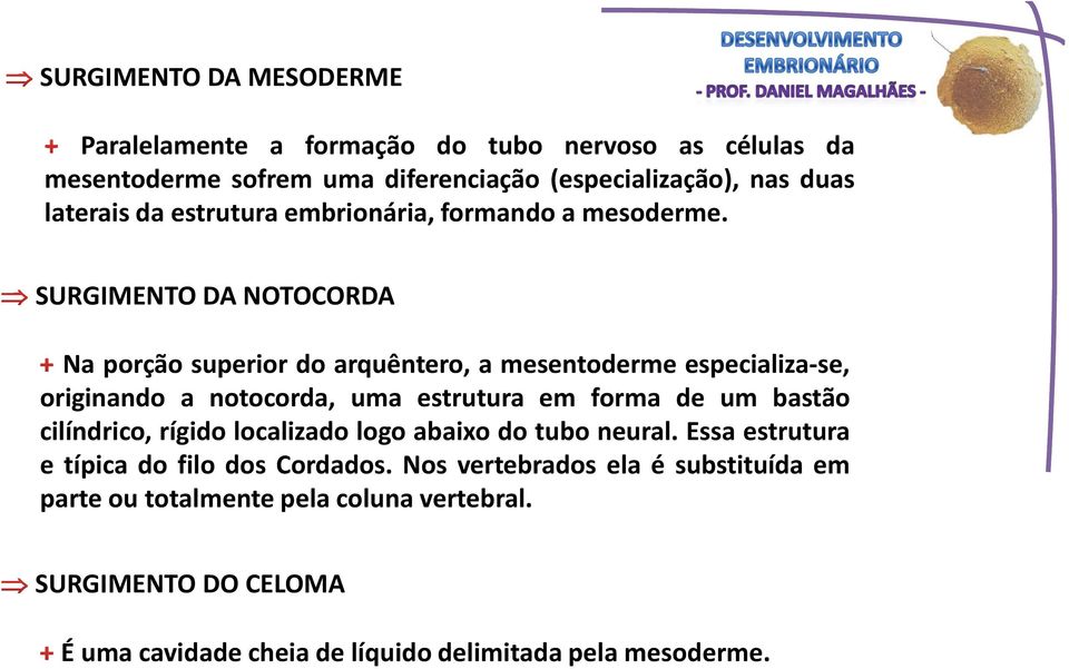 SURGIMENTO DA NOTOCORDA Na porção superior do arquêntero, a mesentoderme especializa-se, originando a notocorda, uma estrutura em forma de um bastão