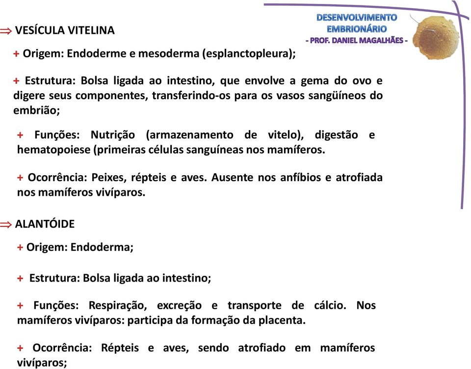 Ocorrência: Peixes, répteis e aves. Ausente nos anfíbios e atrofiada nos mamíferos vivíparos.