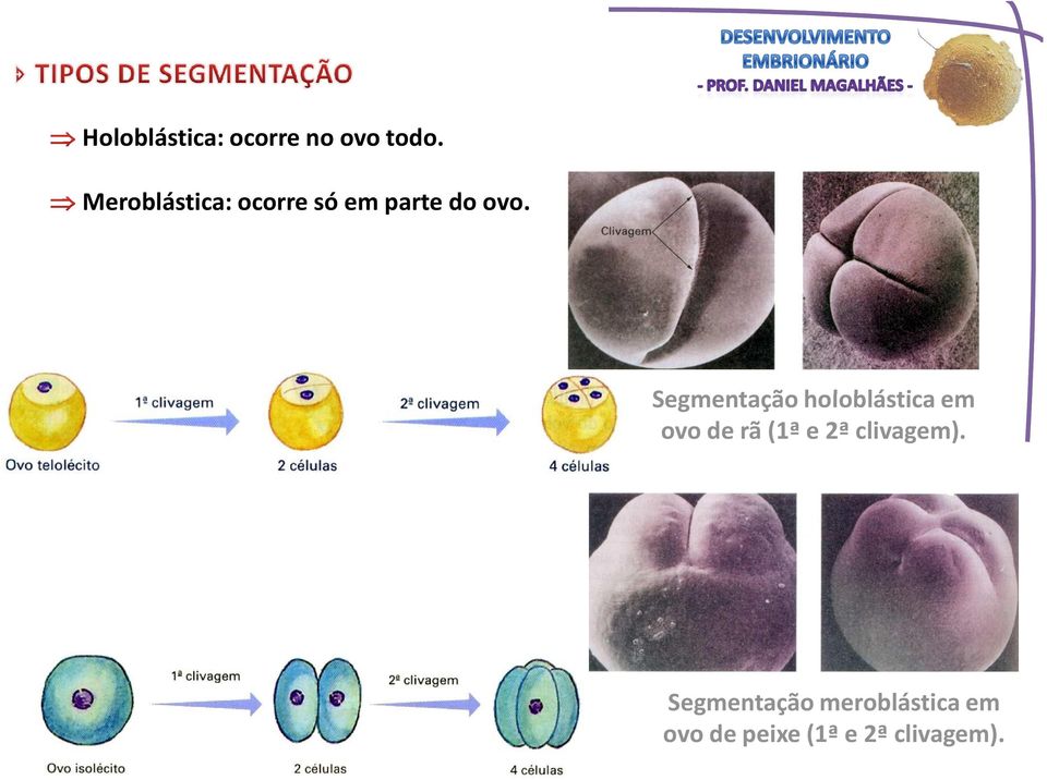 Segmentação holoblástica em ovo de rã (1ª e 2ª