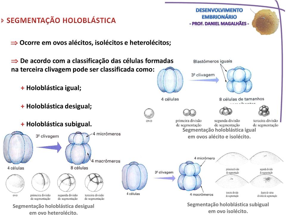 desigual; Holoblástica subigual. Segmentação holoblástica igual em ovos alécito e isolécito.