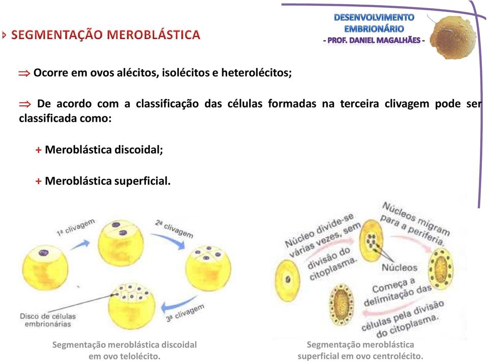 como: Meroblástica discoidal; Meroblástica superficial.