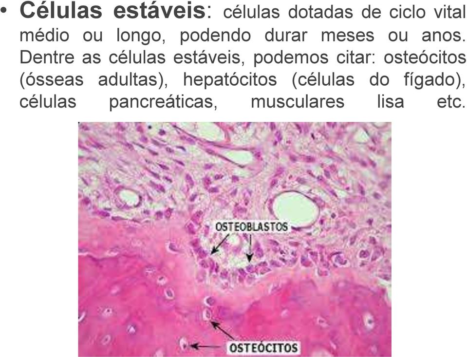 Dentre as células estáveis, podemos citar: osteócitos