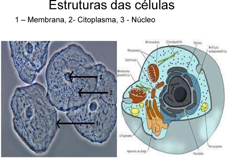 Membrana, 2-