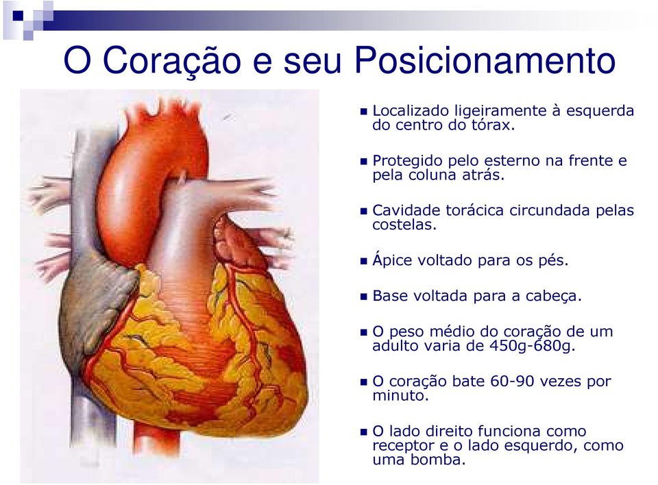 Ápice voltado para os pés. Base voltada para a cabeça.