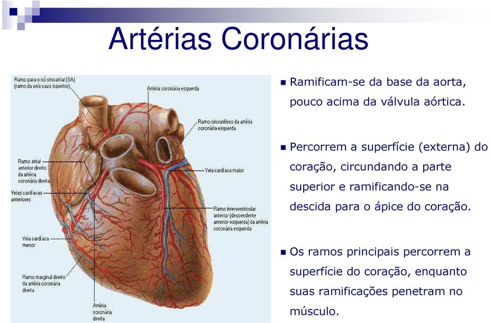 Percorrem a superfície (externa) do coração, circundando a parte superior e