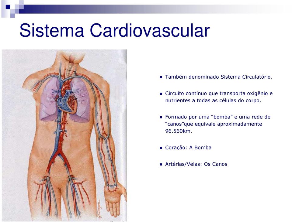 células do corpo.