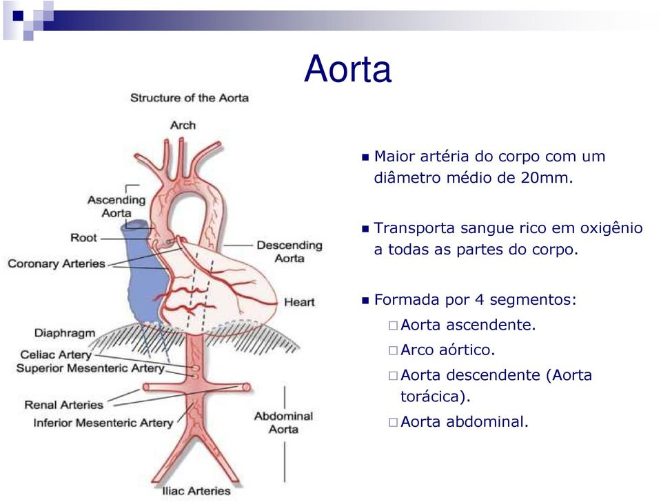 partes do corpo.