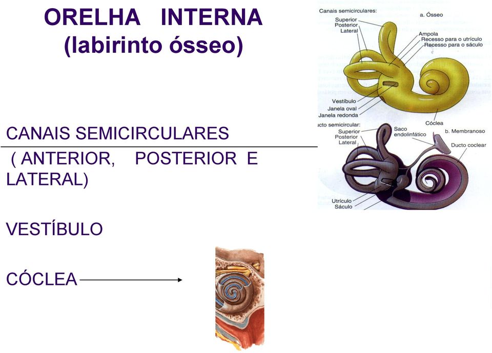 SEMICIRCULARES (