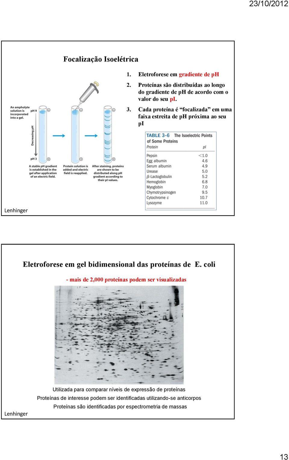 Cada proteína é focalizada em uma faixa estreita de ph próxima ao seu pi Lenhinger Eletroforese em gel bidimensional das proteínas de E.