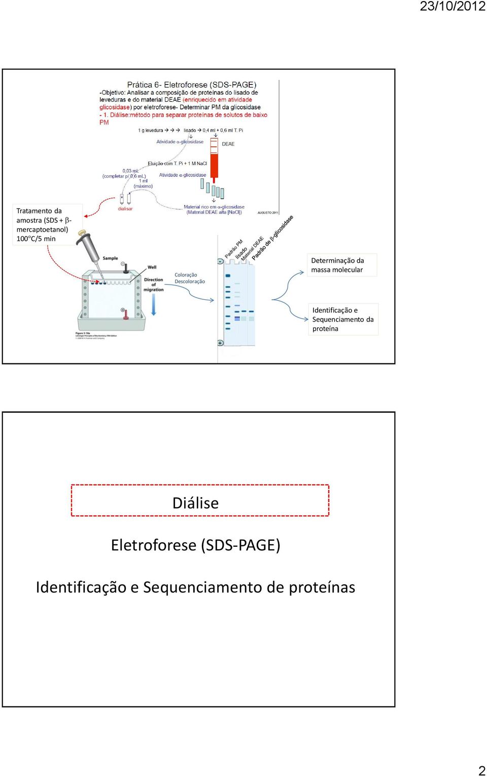 Identificação e Sequenciamento da proteína Diálise