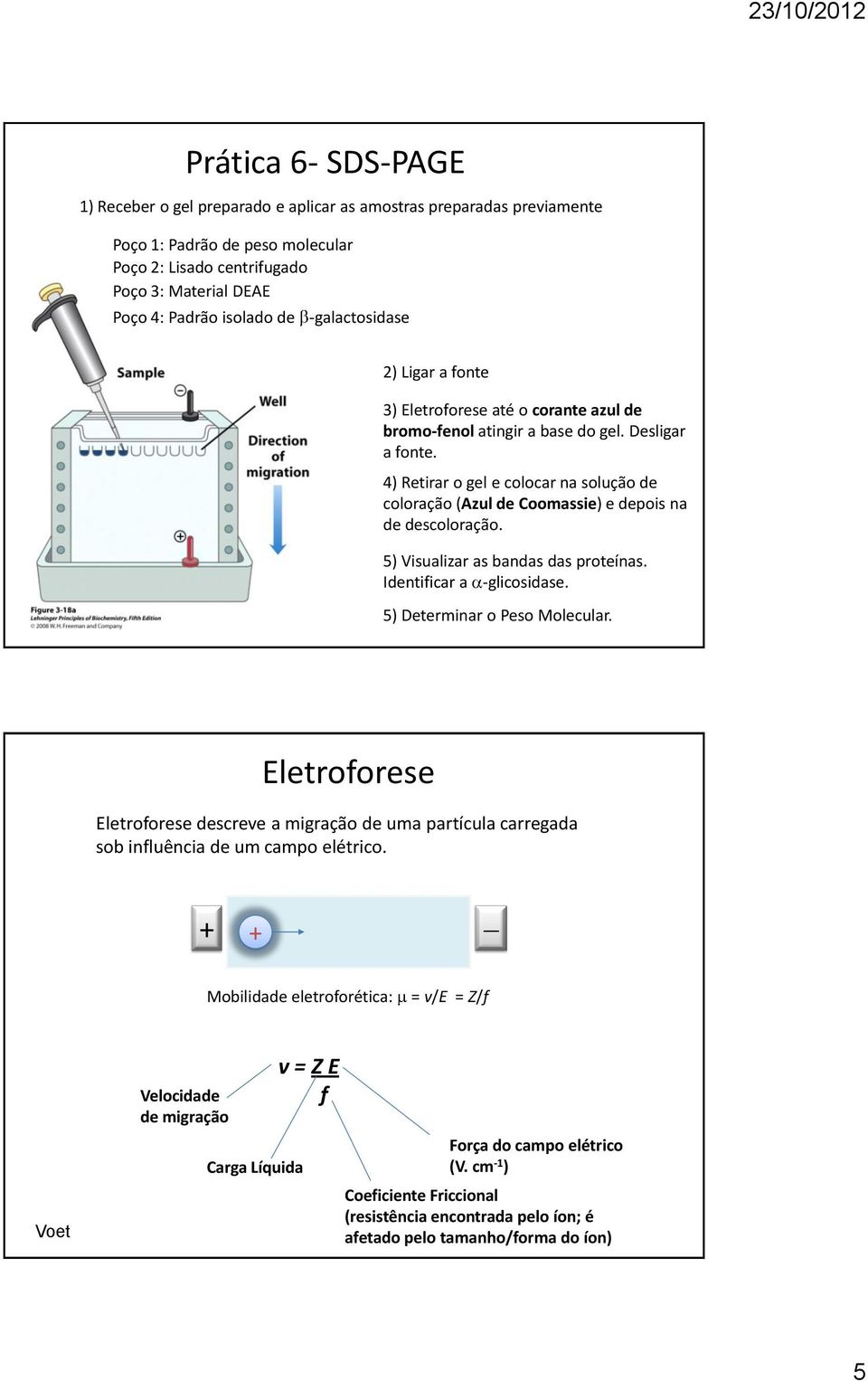 4) Retirar o gel e colocar na solução de coloração (Azul de Coomassie) e depois na de descoloração. 5) Visualizar as bandas das proteínas. Identificar a -glicosidase. 5) Determinar o Peso Molecular.