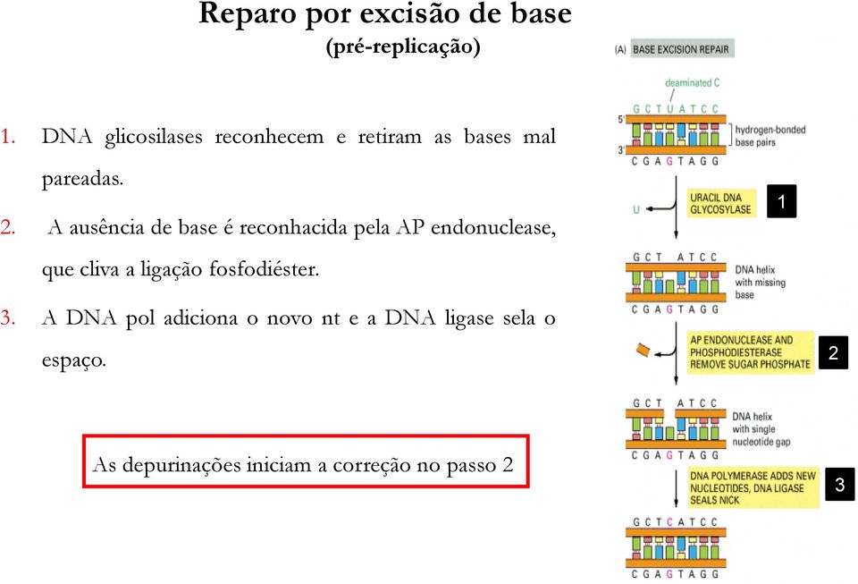 A ausência de base é reconhacida pela AP endonuclease, que cliva a ligação