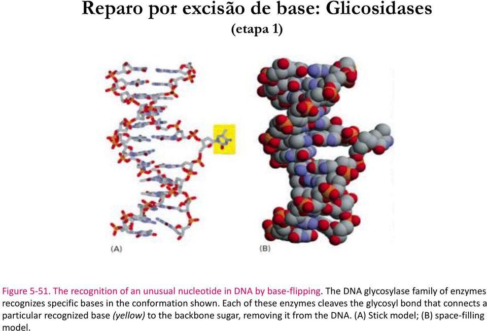 The DNA glycosylase family of enzymes recognizes specific bases in the conformation shown.