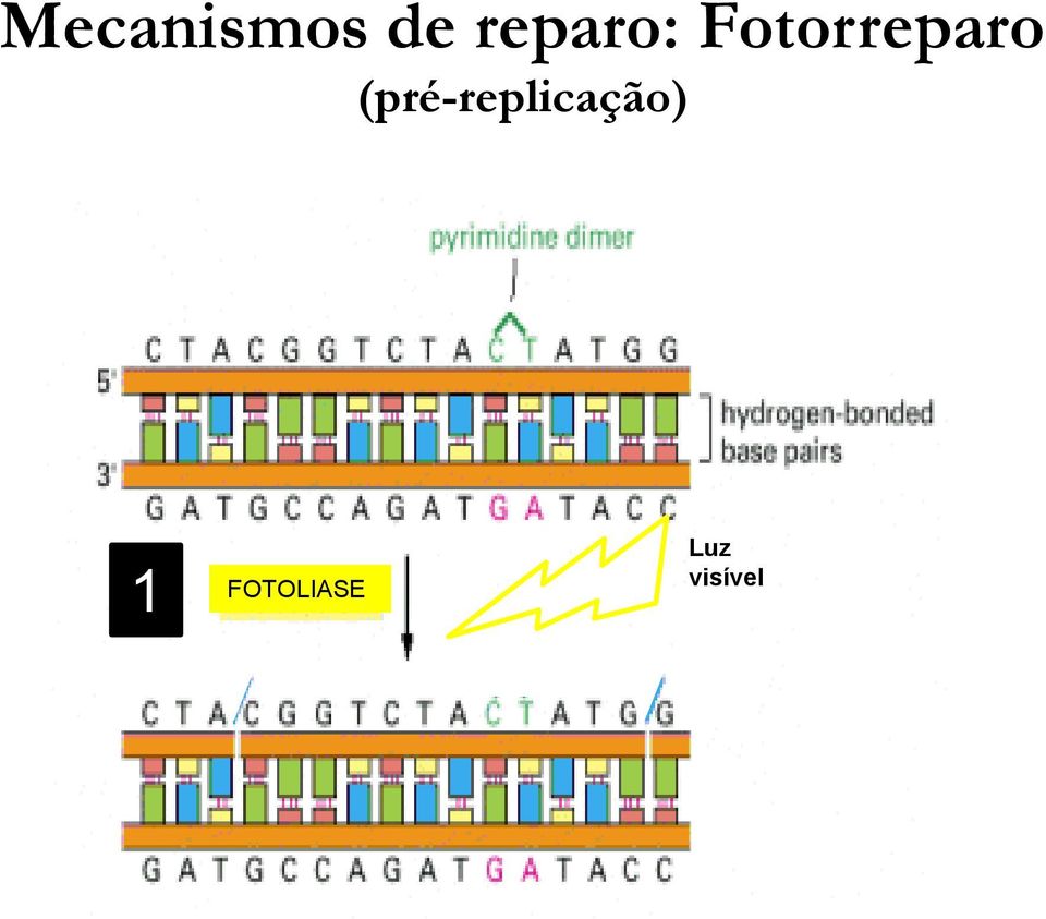 Fotorreparo