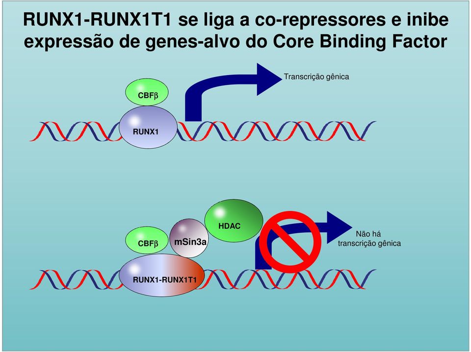 Binding Factor CBFβ Transcrição gênica RUNX1