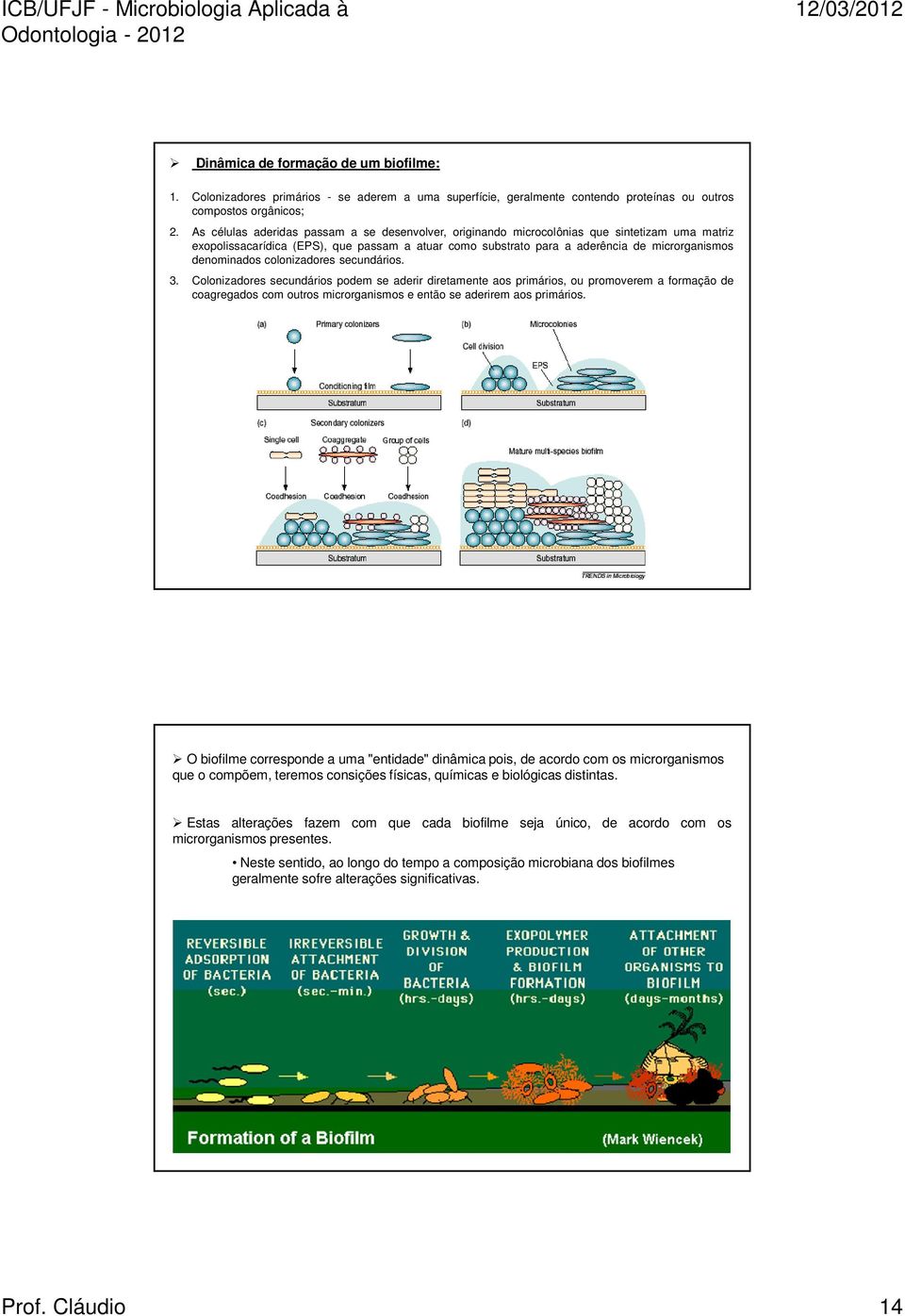 denominados colonizadores secundários. 3.