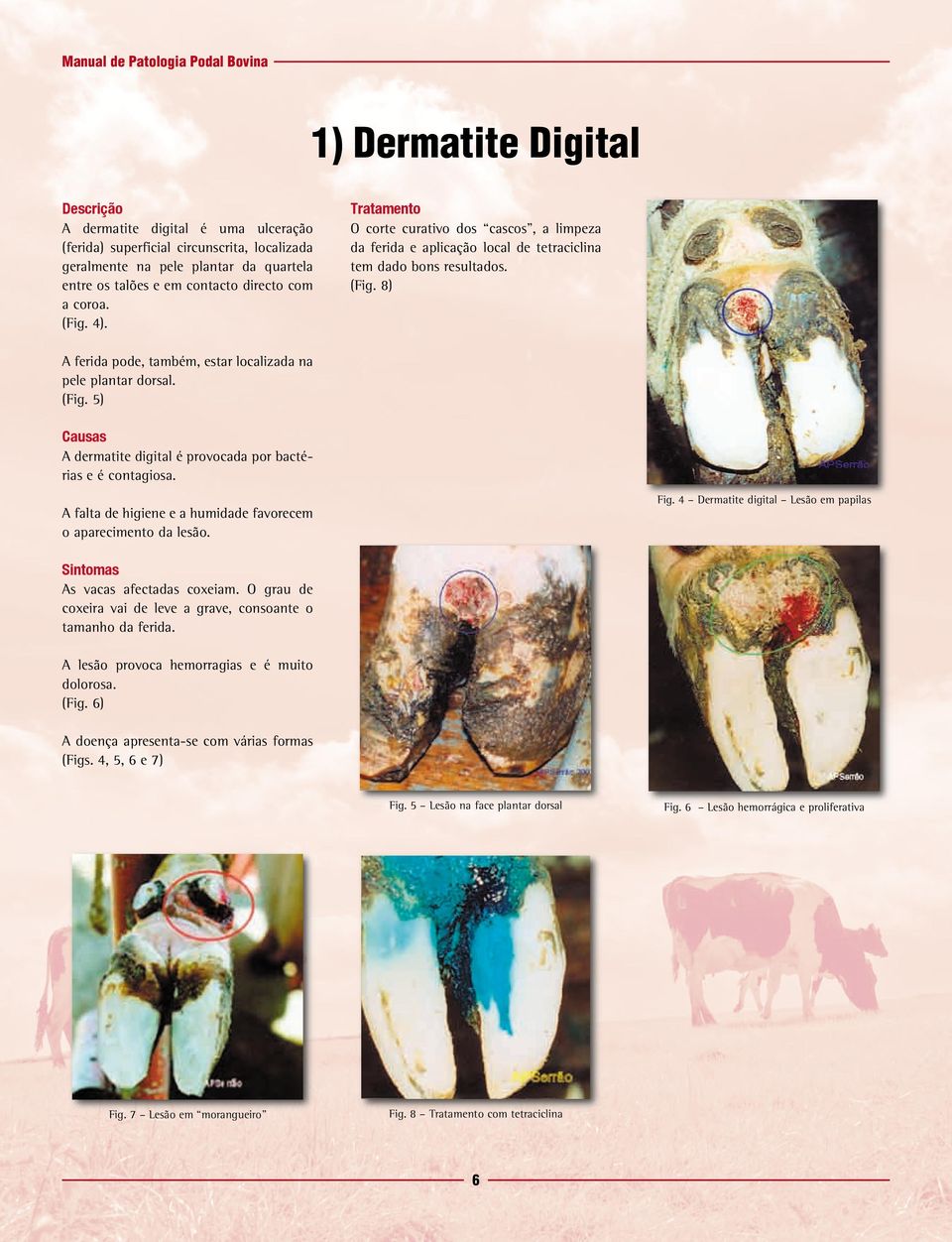 A falta de higiene e a humidade favorecem o aparecimento da lesão. Fig. 4 Dermatite digital Lesão em papilas As vacas afectadas coxeiam.
