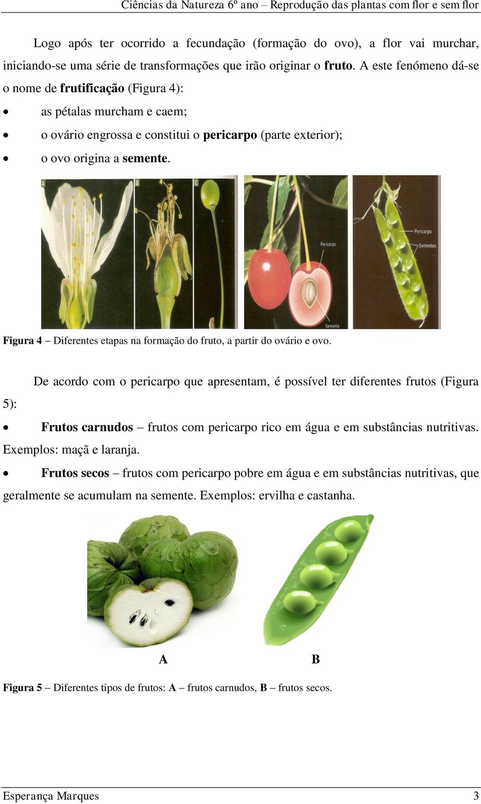 Figura 4 iferentes etapas na formação do fruto, a partir do ovário e ovo.