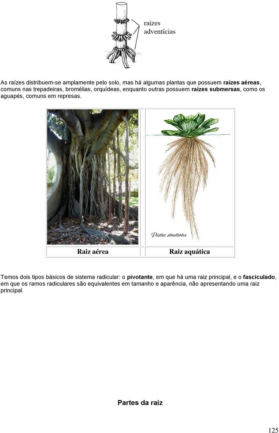 Raiz aérea Raiz aquática Temos dois tipos básicos de sistema radicular: o pivotante, em que há uma raiz principal, e o