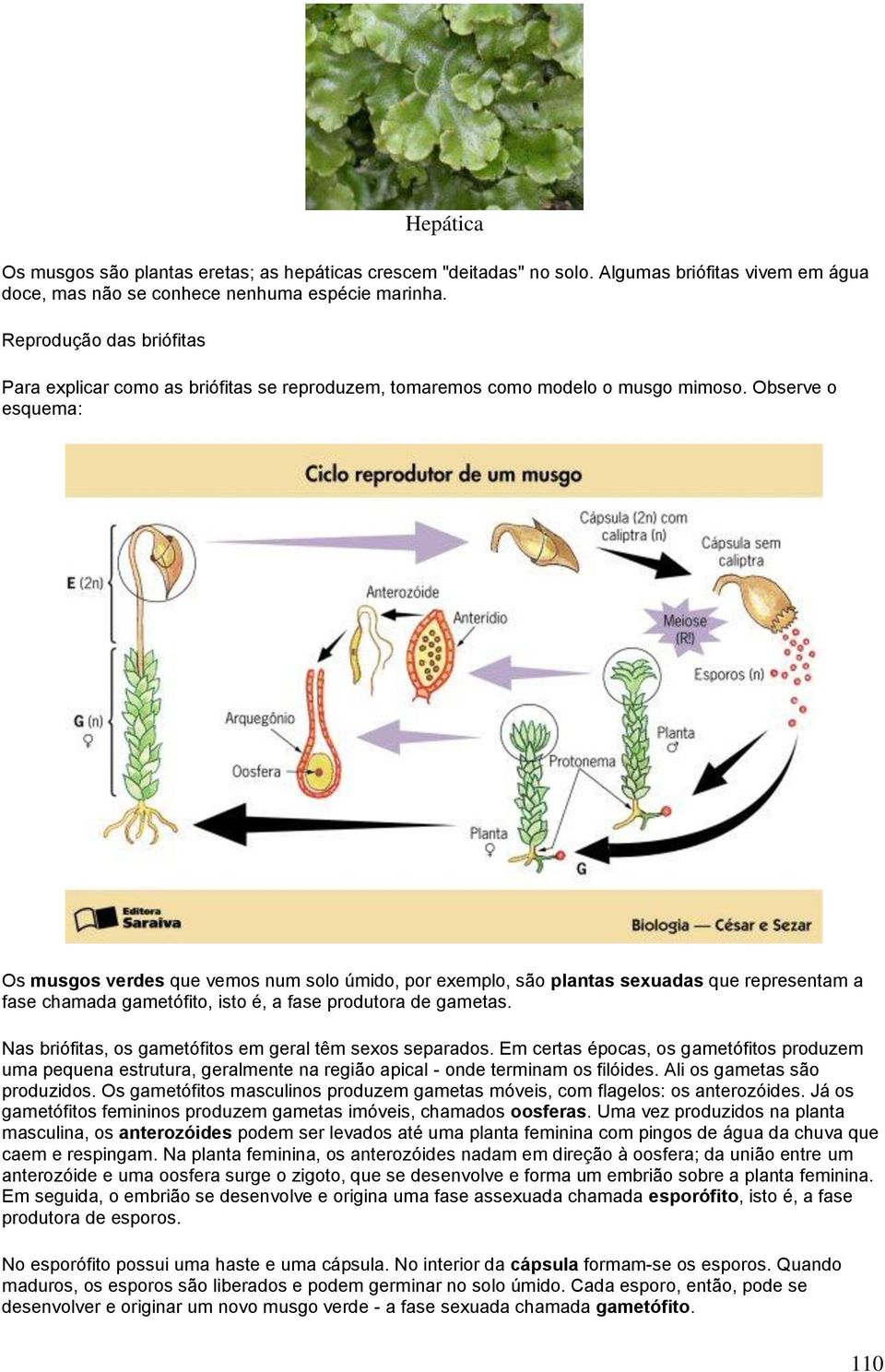 Observe o esquema: Os musgos verdes que vemos num solo úmido, por exemplo, são plantas sexuadas que representam a fase chamada gametófito, isto é, a fase produtora de gametas.
