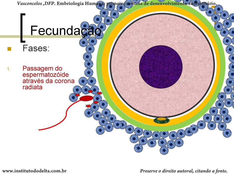 espermatozóide