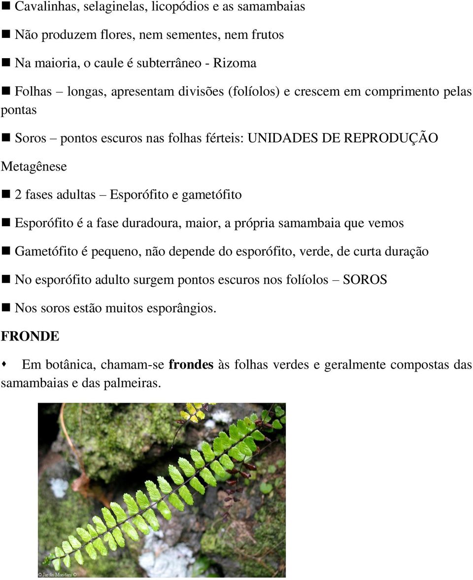 gametófito Esporófito é a fase duradoura, maior, a própria samambaia que vemos Gametófito é pequeno, não depende do esporófito, verde, de curta duração No esporófito