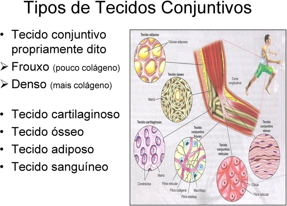 colágeno) Denso (mais colágeno) Tecido