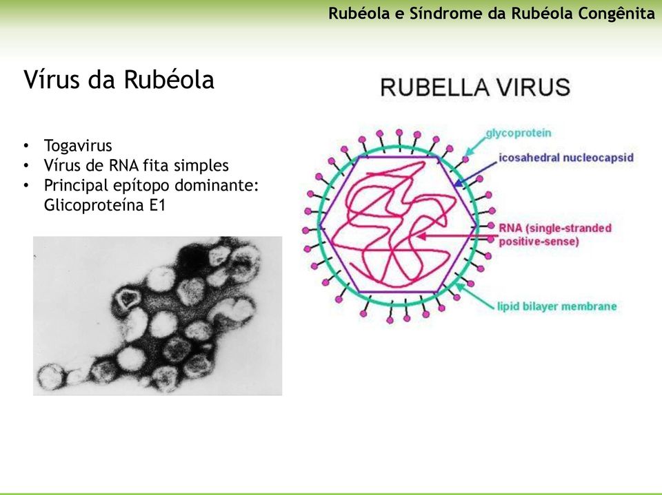 Togavirus Vírus de RNA fita