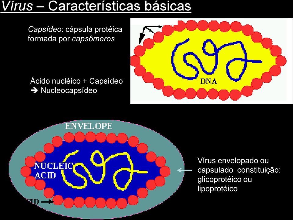 Capsídeo Nucleocapsídeo Vírus envelopado ou