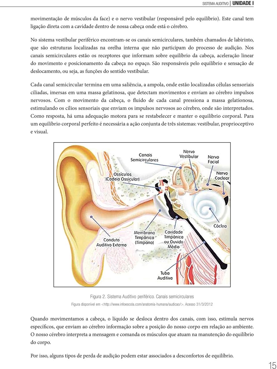 No sistema vestibular periférico encontram-se os canais semicirculares, também chamados de labirinto, que são estruturas localizadas na orelha interna que não participam do processo de audição.