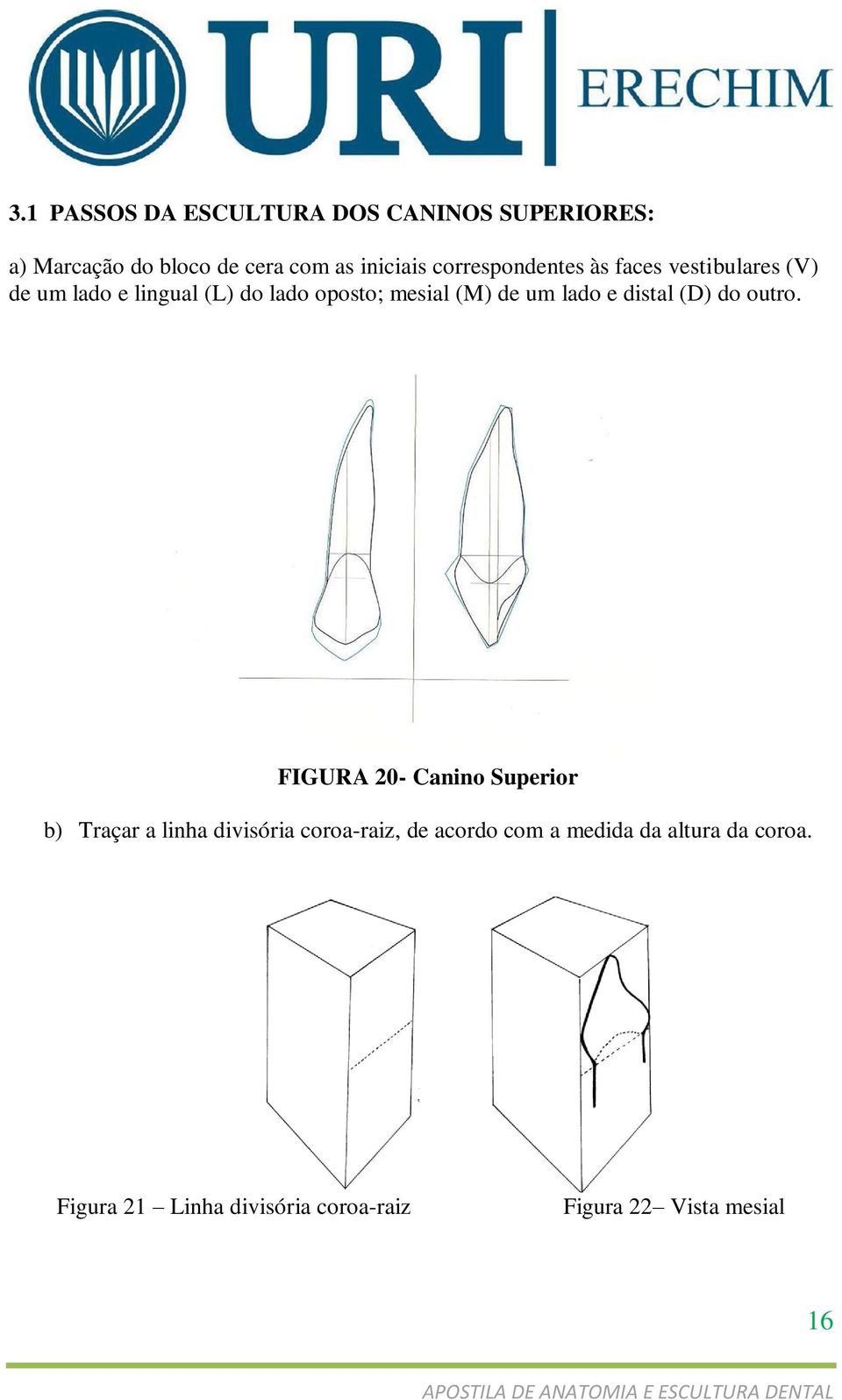 um lado e distal (D) do outro.