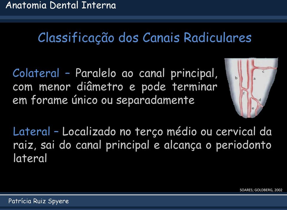 único ou separadamente Lateral Localizado no terço médio ou cervical da